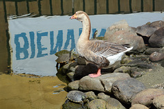Guatemala, Goose and Turtles