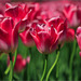 Rote Tulpen 5030