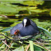 EF7A9177 Coot andchick