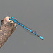 EF7A9989-CR2 DxO DeepPRIME -1Damselfly