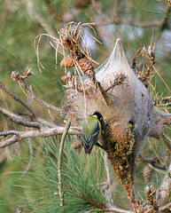 Mésange se délectant de chenilles procéssionnaires