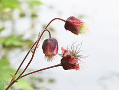Water avens G 20250608 205647