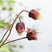Water avens G 20250608 205647