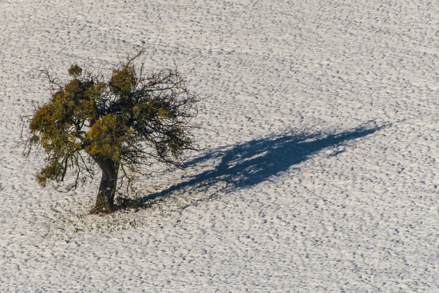 Baum - 20141228