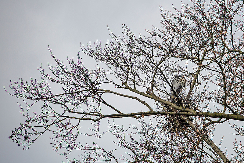 20160306 0270VRAw [D~BI] Graureiher (Ardea cinerea), Tierpark Olderdissen, Bielefeld