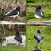 The oystercatcher family trying to decide on a nesting site by the pond