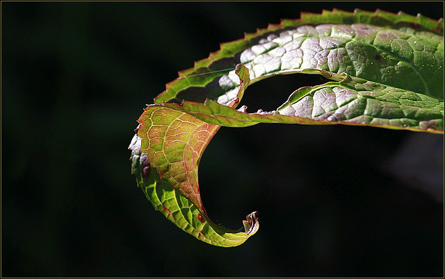 Trompe feuille....