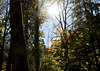 Herbstwald