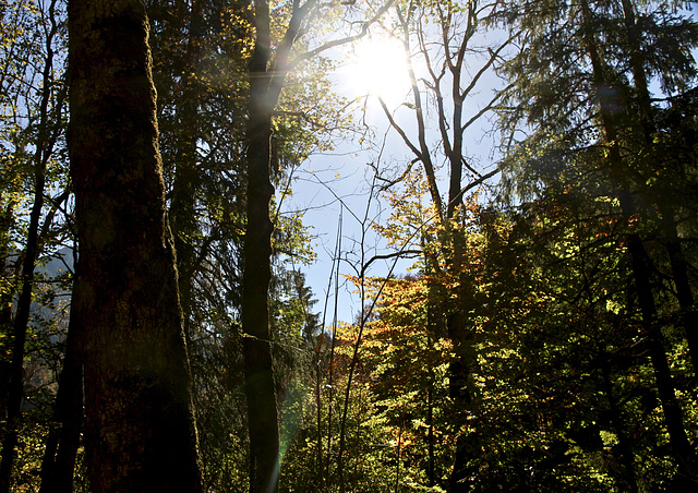 Herbstwald