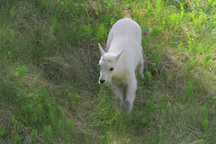 Baby Mountain Goat