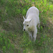 Baby Mountain Goat