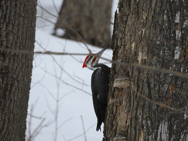 Pileated v