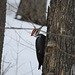 Pileated v