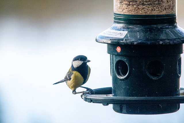 Great tit