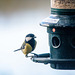 Great tit