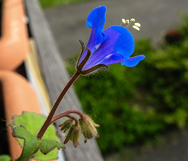 20210609 0763CPw [D~LIP] Glockenblumen-Büschelschön (Phacelia campanularia), Balkonblumen, Bad Salzuflen