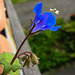 20210609 0763CPw [D~LIP] Glockenblumen-Büschelschön (Phacelia campanularia), Balkonblumen, Bad Salzuflen