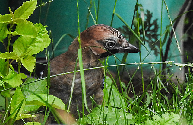 20210705 1297CPw [D~LIP] Eichelhäher (Garrulus glandarius), Bad Salzuflen