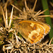 EF7A5013 Butterfly