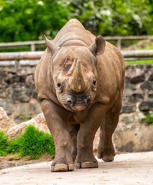 Rhino
