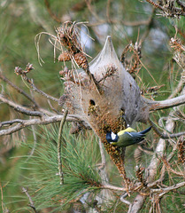 Mésange se délectant de chenilles procéssionnaires