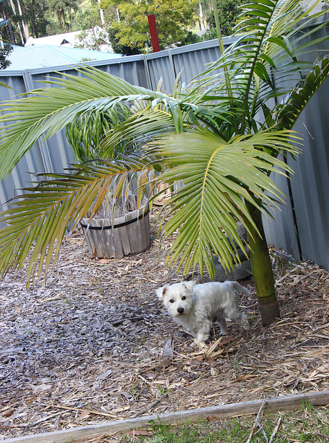 245/365 2025 Harry and his Palm Tree