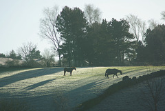 Horse Shadows