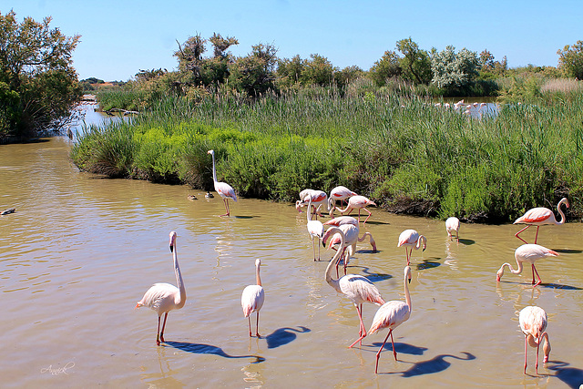 Les flamands roses les pieds dans l'eau !