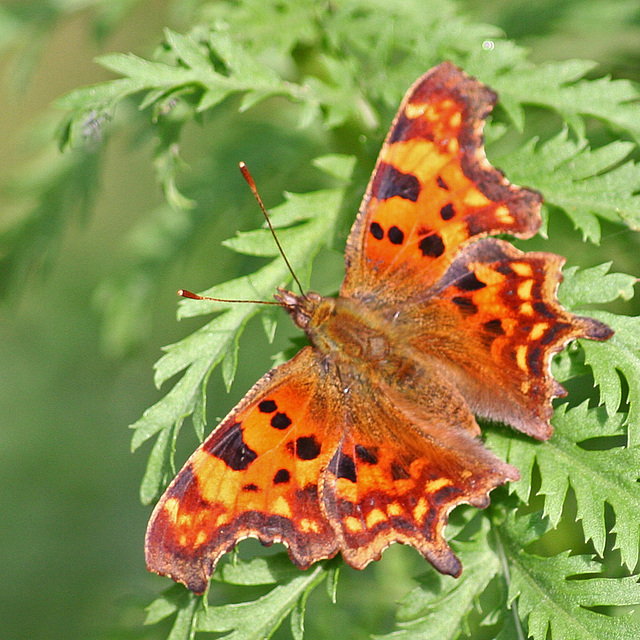 Comma on tansy