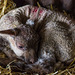 April 1st: First lamb