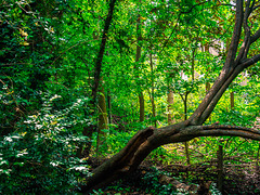 View through the woods