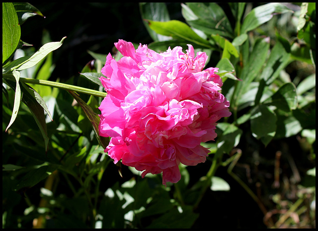 Pivoine Alexandre Dumas (2)