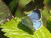 20170409 0405CPw [D~PB] Faulbaumbläuling (Celastrina argiolus), Steinhorster Becken, Delbrück