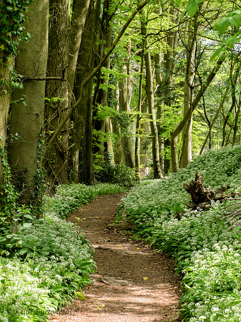 Woodland Walk