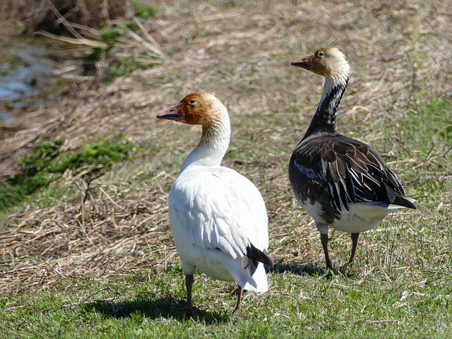 Day 12, Snow Geese, Cap Tourmente