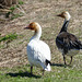 Day 12, Snow Geese, Cap Tourmente