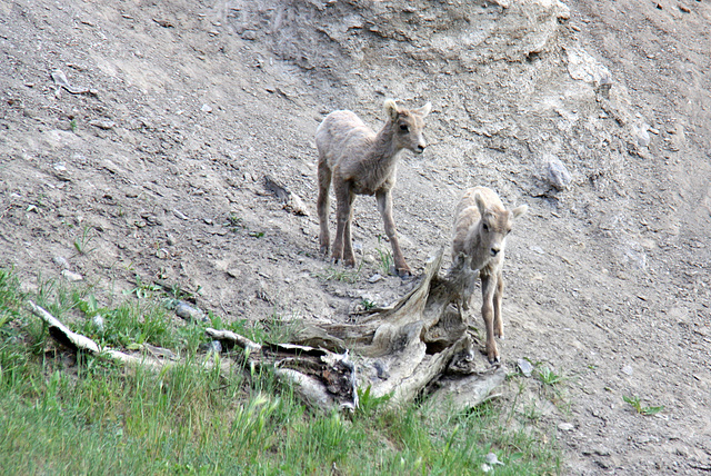 Bighorn Lambs