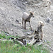 Bighorn Lambs