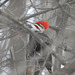 Pileated Woodpecker