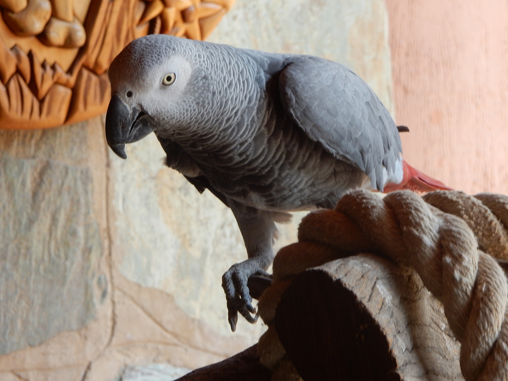 African grey parrot