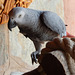 African grey parrot