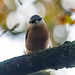 Nuthatch