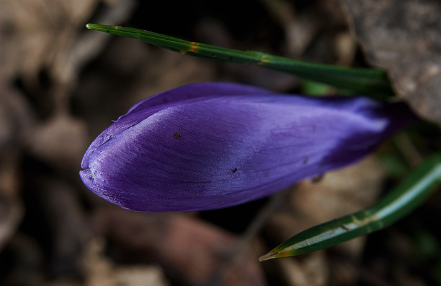 Purple Spring