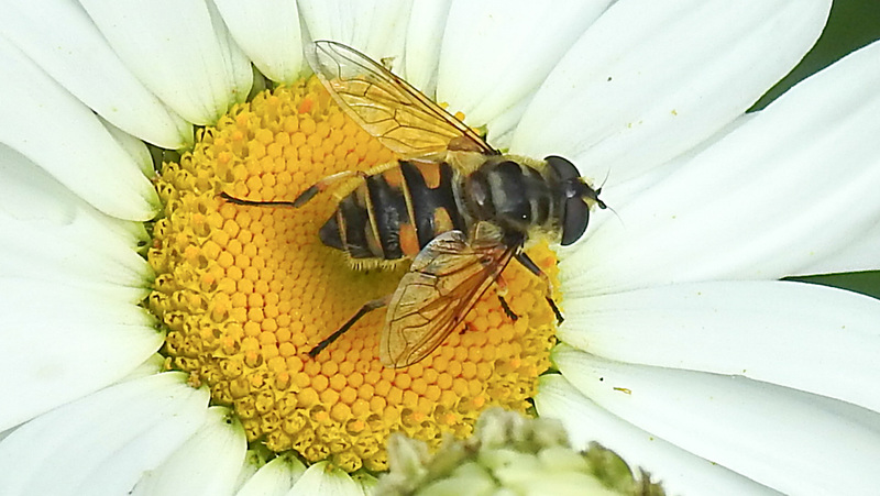 20210609 0765CPw [D~LIP] Totenkopf-Schwebfliege (Myathropa florea), Wiesen-Margerite (Leucanthemum vulgare agg), Bad Salzuflen