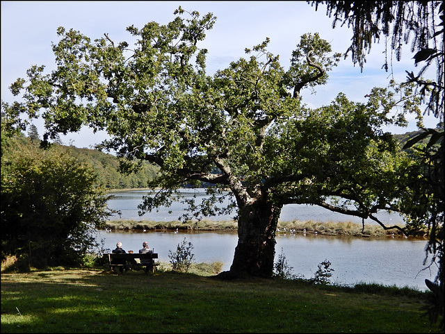 auprès du vieux chêne