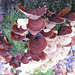 Fungi & moss on a dead oak tree
