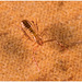 IMG 3321 Pseudoscorpionv2