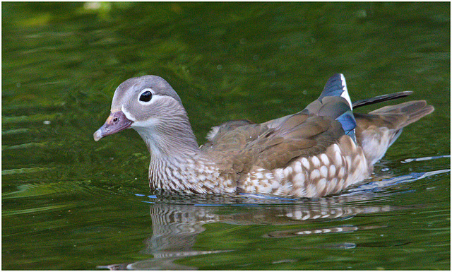 EF7A9189 Mandarin Duck