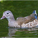 EF7A9189 Mandarin Duck
