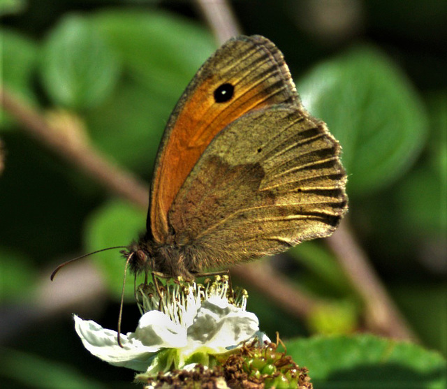 Ringlet?